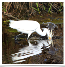 Snowy Egret - Splashing